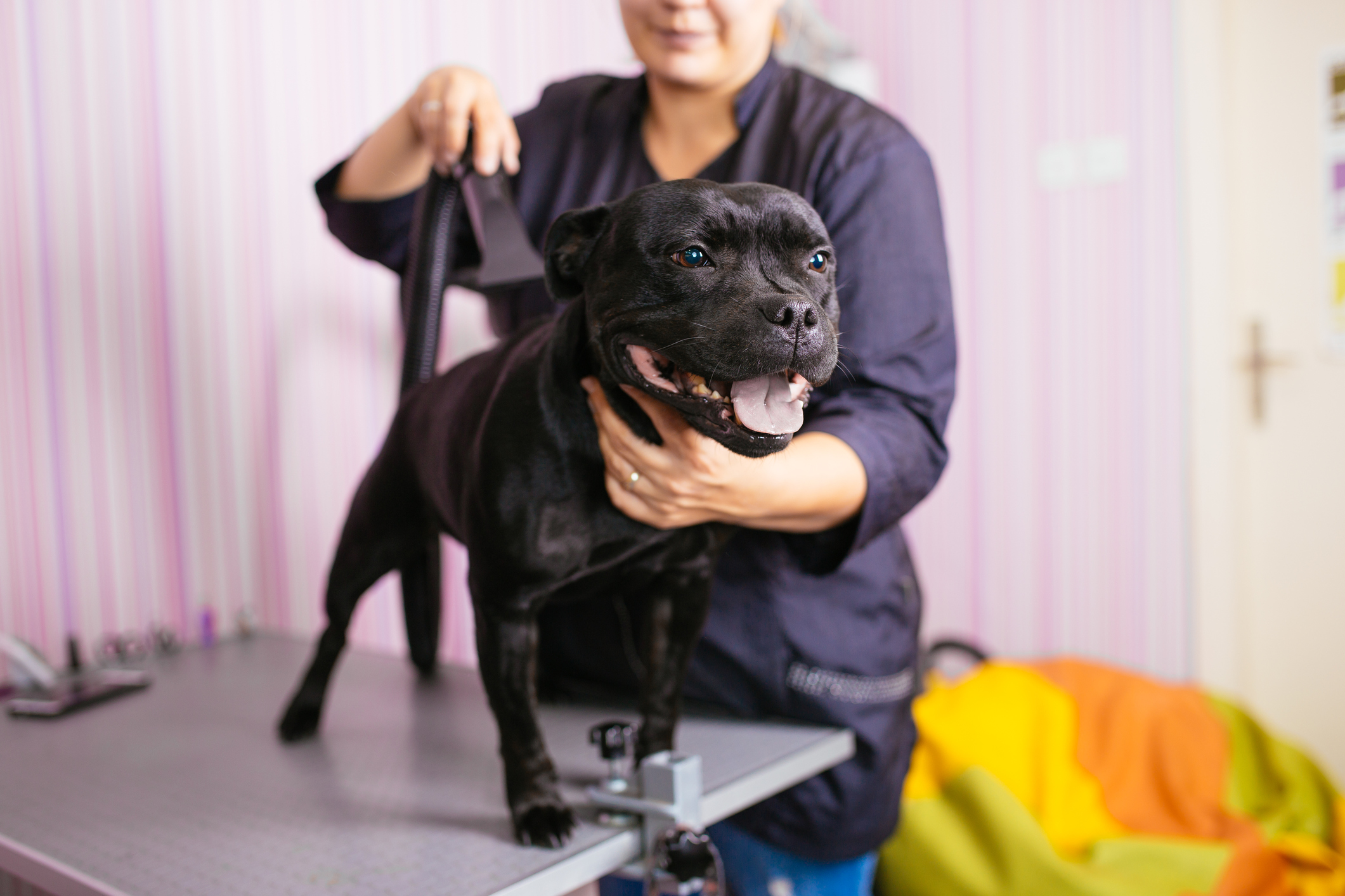 Dog grooming process. Black American Stafford terrier sits on the table while being brushed and styled by a professional groomer.